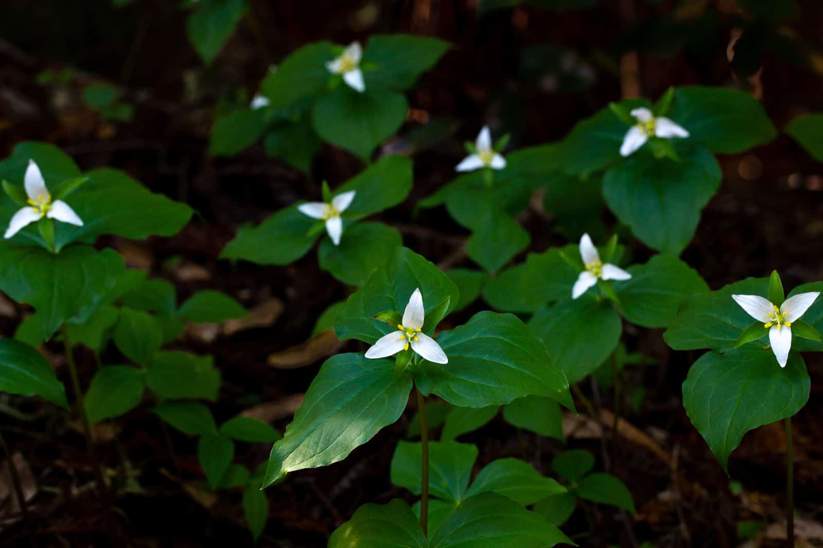 Green plants with white blooms